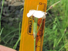 Dianthus cretaceus