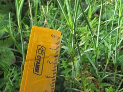 Dianthus cretaceus