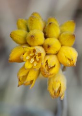 Conostylis candicans
