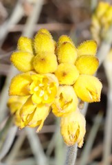 Conostylis candicans