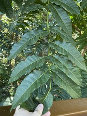 Dysoxylum