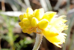 Conostylis candicans