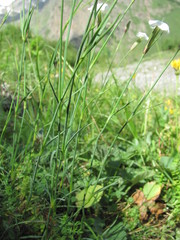 Dianthus cretaceus