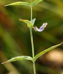 Scutellaria yezoensis