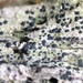Shadow Dot Lichen - Photo (c) Samuel Brinker, some rights reserved (CC BY-NC), uploaded by Samuel Brinker