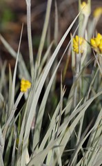 Conostylis candicans