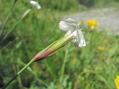 Dianthus cretaceus