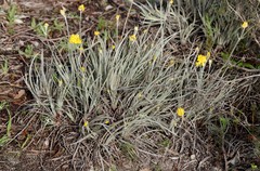 Conostylis candicans