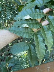 Dysoxylum