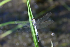 Orthetrum albistylum