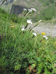 Dianthus cretaceus