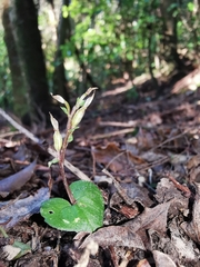 Acianthus sinclairii
