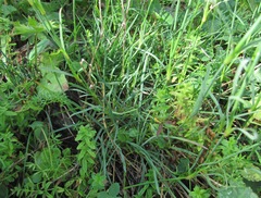Dianthus cretaceus
