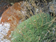 Draba rigida
