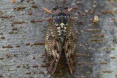 Graptopsaltria nigrofuscata