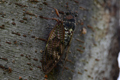 Graptopsaltria nigrofuscata