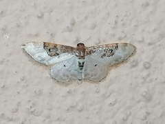 Idaea mustelata