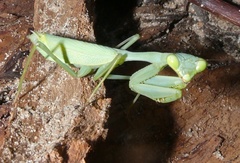 Miomantis