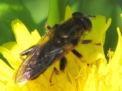 Chalcosyrphus inarmatus
