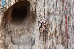 Menemerus bivittatus