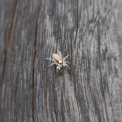 Menemerus bivittatus