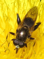 Chalcosyrphus inarmatus
