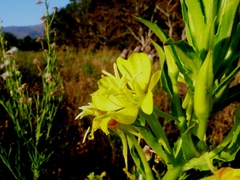 Oenothera jamesii