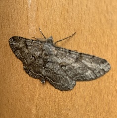 Peribatodes rhomboidaria