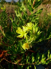 Oenothera jamesii