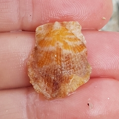 Talochlamys pusio