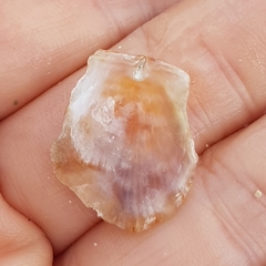 Talochlamys pusio