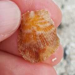 Talochlamys pusio