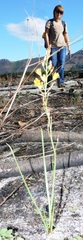 Bulbine favosa
