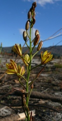 Bulbine favosa