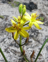 Bulbine favosa