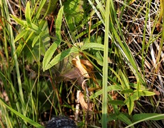 Scutellaria yezoensis