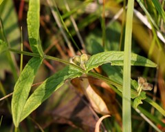 Scutellaria yezoensis
