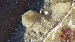 Flabelligera bicolor