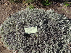 Syncarpha argyropsis