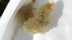 Flabelligera bicolor