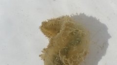 Flabelligera bicolor
