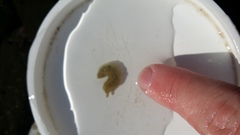 Flabelligera bicolor