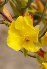 Hibbertia subvaginata