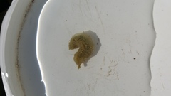 Flabelligera bicolor
