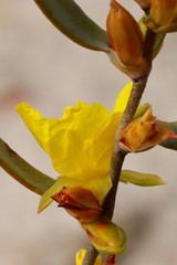 Hibbertia subvaginata