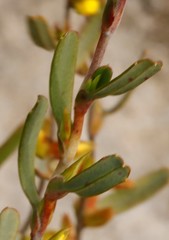 Hibbertia subvaginata