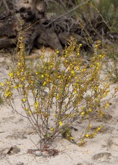 Hibbertia subvaginata
