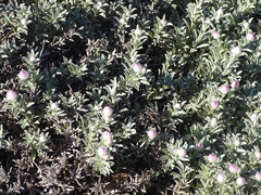 Syncarpha argyropsis