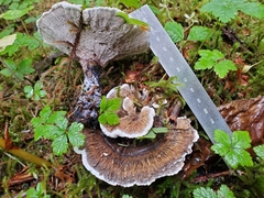 Hydnellum suaveolens