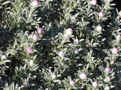 Syncarpha argyropsis